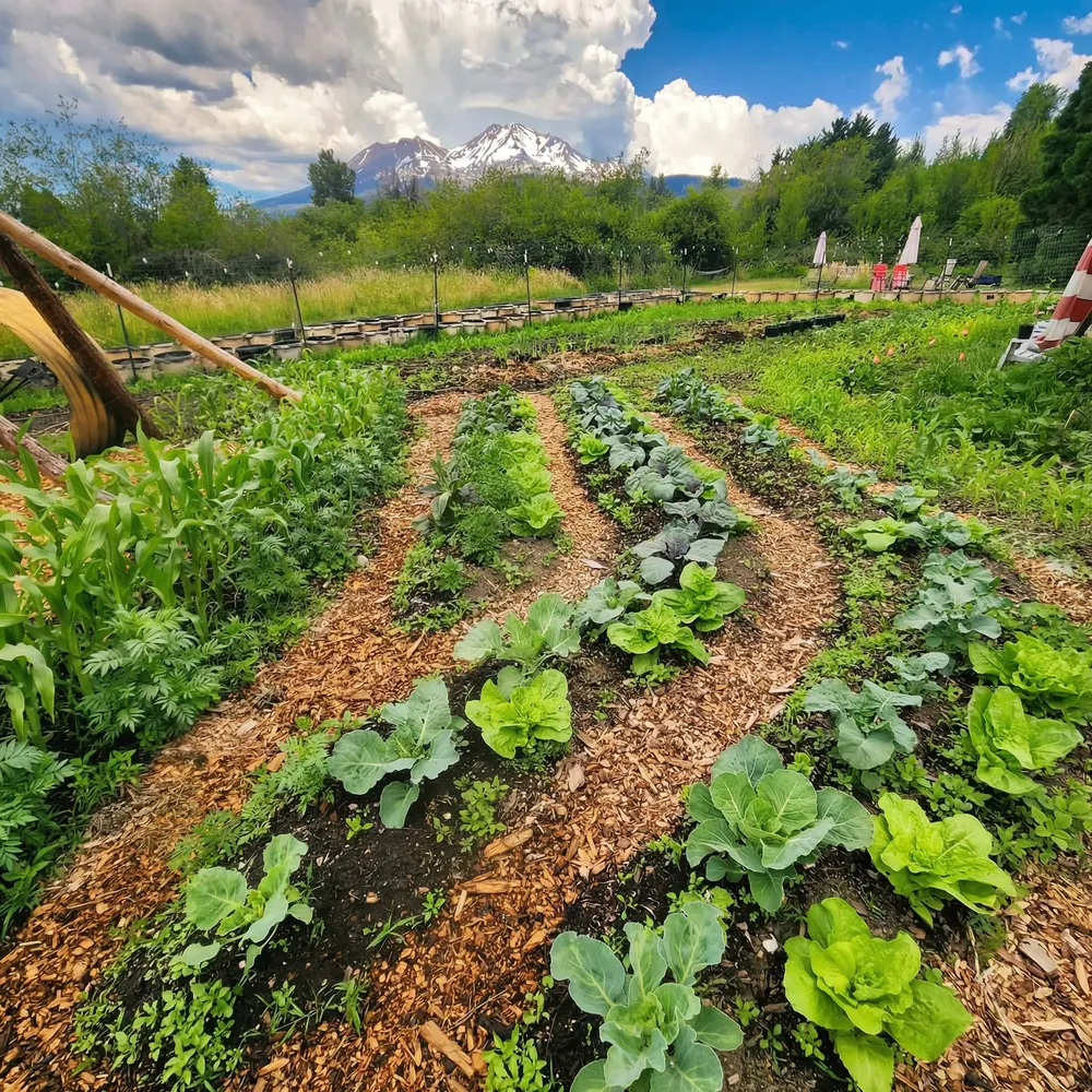 Garden beds with Mt Shasta in the distance